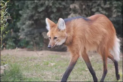 Comment s'appelle le croisement entre une louve et un renard ?