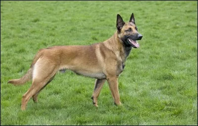 Qu'est-ce qu'un malinois ?