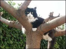 Qui était le mentor de Gerboise ?