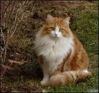 De qui Plume Rousse a-t-il été le mentor ?