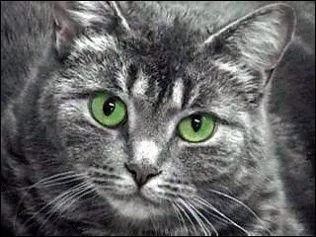 Étoile Bleue a eu un apprenti roux. Qui était ce chat ?