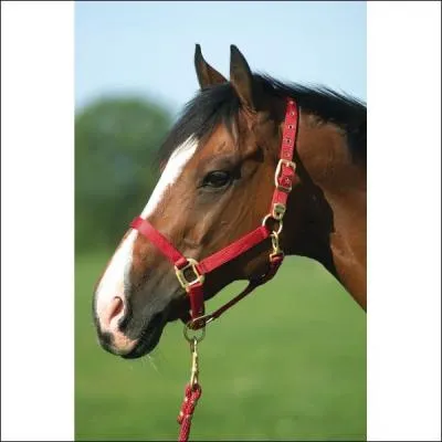 Ce licol est-il bien ajusté ?