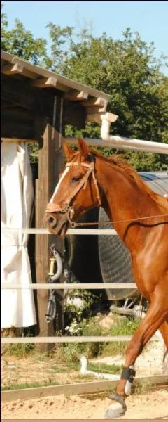 Comment s'appelle toute cette partie du cheval ?