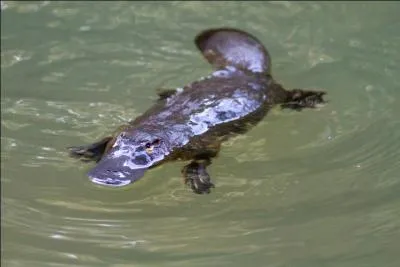 Dans quel pays peux-tu voir l'ornithorynque ?