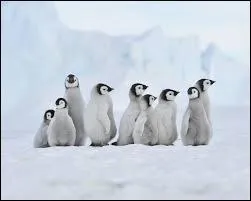 Où vivent les manchots empereurs ?