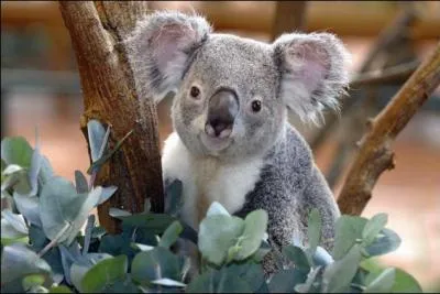 Où vit le koala ?