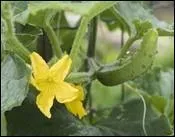 Si la grandeur d'âme convient à une grande condition, qu'est-ce qui convient à une personne diffusant des rumeurs ?