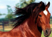 Quiz Galop 1 : les chevaux