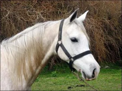 Comment appelle-t-on le cou d'un cheval ?