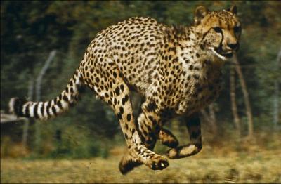 Quelle vitesse peut atteindre le guépard ?