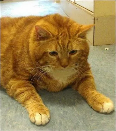 Le plus gros chat du monde pèse ...