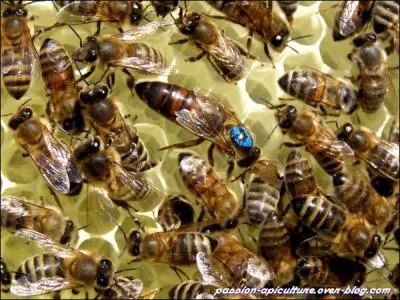 Holà gentes dames, écartez-vous que je ponde, tirez la bonne carte !