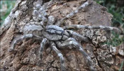 C'est ce qui différencie les arachnides des insectes, tirez la bonne carte !