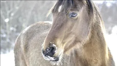 Un poulain est-il capable de trotter après sa naissance ?