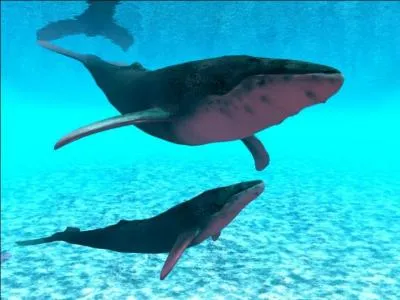 Comment est appelé le bébé de la baleine ?