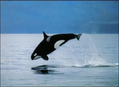 Est-ce possible de dresser l'orque ?