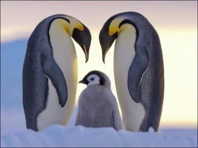 Où les Manchots empereurs cachent-ils leurs ufs ?