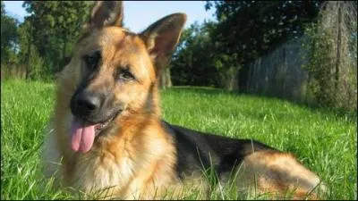 Depuis combien de temps les chiens partagent-ils la vie des hommes ?