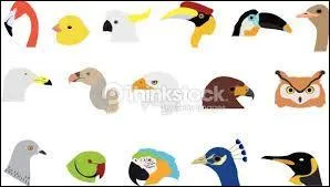 Quel est l'oiseau le plus gros du monde ?