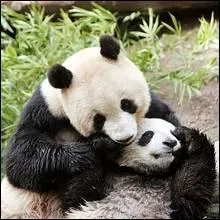 Dans quel pays le grand panda vit-il ?