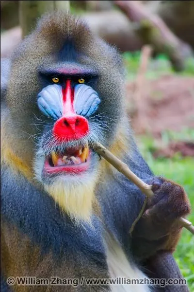 À quoi servent les couleurs du mandrill mâle sur son visage ?