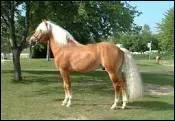 Quelle est l'origine du Haflinger ?