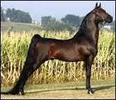 Quelle est l'origine du Morgan ?