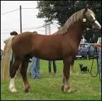 Quelle est l'origine du Welsh ?