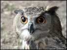 C'est un  hibou