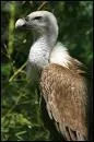 C'est un  vautour fauve