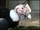 C'est un   condor