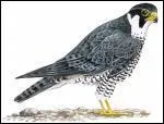 C'est un  faucon plerin