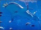 Quiz Requins