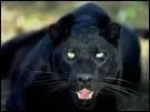 C'est une panthre noire