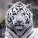 C'est un tigre blanc