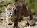 Quiz Felins