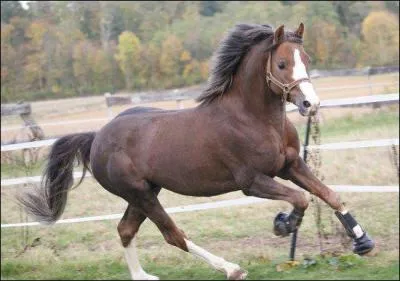 Ce petit alezan tout mignon est un ...