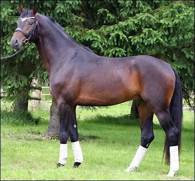 Ce beau grand cheval est un ...