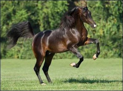 Ce beau cheval faisant le fou est un ...