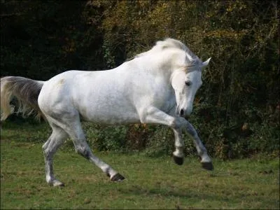 Ce poney gris est un ...