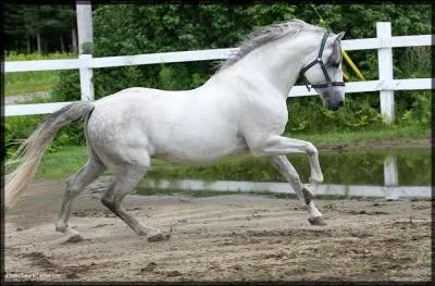 Ce beau cheval gris est un ...
