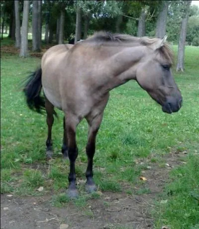 Ce poney tout mignon est un ...