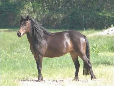 Ce poney prenant la pose est un ...