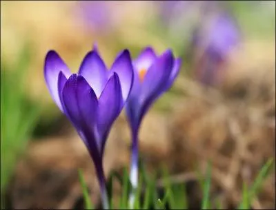 Retrouvez le nom de l'épice la plus chère du monde !