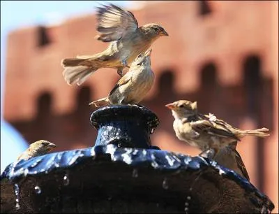 Trouvez un prénom d'après les oiseaux de la photo !