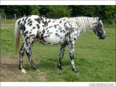 Cette robe est appaloosa.