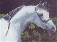 Quelle est la race de ce cheval ?