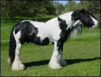 Quelle est la race de ce cheval ?