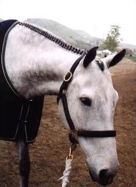 Quiz Galop 2