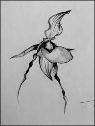 Ce dessin a été fait par Michael.